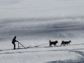 chiens de traineaux gite queyras 