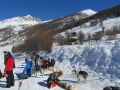 chiens de traineaux hébergement gite queyras 