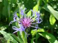 chardon bleu fleurs queyras gite randonnee alpes