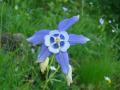 ancolie bleue gite queyras randonnee fleur