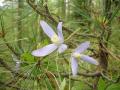 clematite fleur queyras gite refuge randonnee alpes